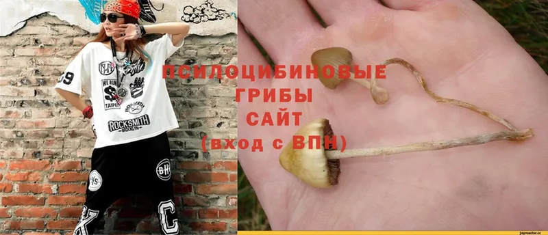 Галлюциногенные грибы Psilocybine cubensis  Северская 